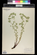 Euphorbia brachycera image