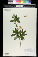 Rhododendron albiflorum image