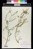 Astragalus flexuosus image