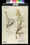 Astragalus flavus image