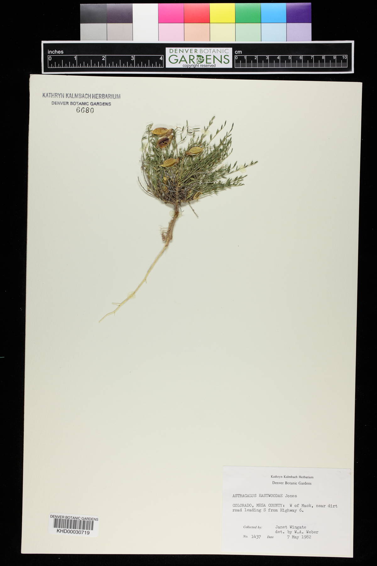 Astragalus eastwoodiae image