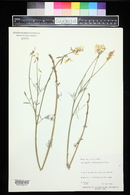 Astragalus lonchocarpus image