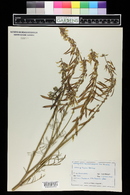 Astragalus lonchocarpus image