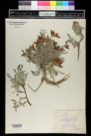 Astragalus missouriensis image