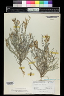 Astragalus missouriensis image