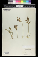 Astragalus missouriensis image