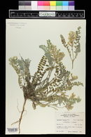 Astragalus parryi image