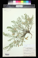 Astragalus parryi image