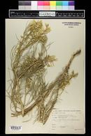 Astragalus pectinatus image