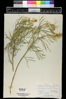 Astragalus pectinatus image