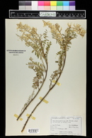 Astragalus pectinatus image