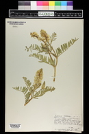 Astragalus racemosus image