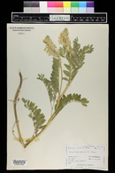 Astragalus racemosus image