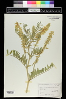 Astragalus racemosus image