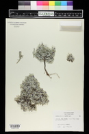 Astragalus sericoleucus image