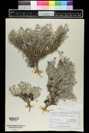 Astragalus sericoleucus image