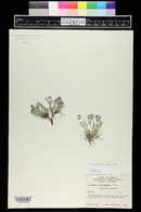 Astragalus sericoleucus image