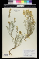 Astragalus flavus image