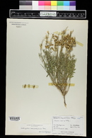 Astragalus flavus image