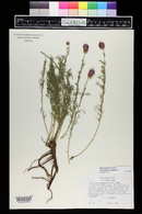 Dalea purpurea image