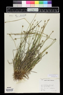 Carex athrostachya image