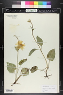 Arnica cordifolia image