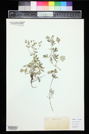 Potentilla argentea image