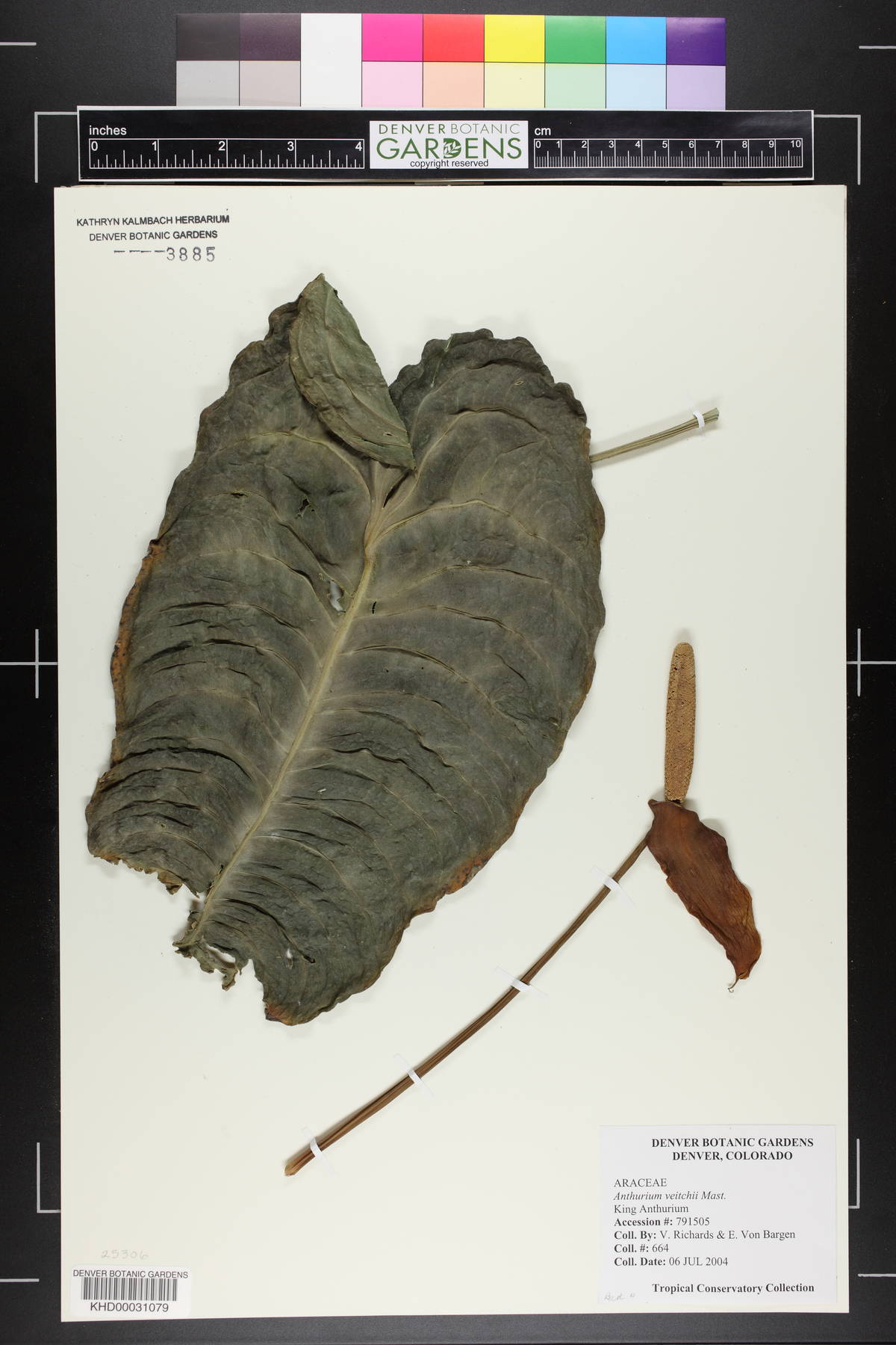 Anthurium veitchii image