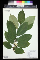 Coffea arabica image