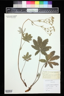 Potentilla pulcherrima image