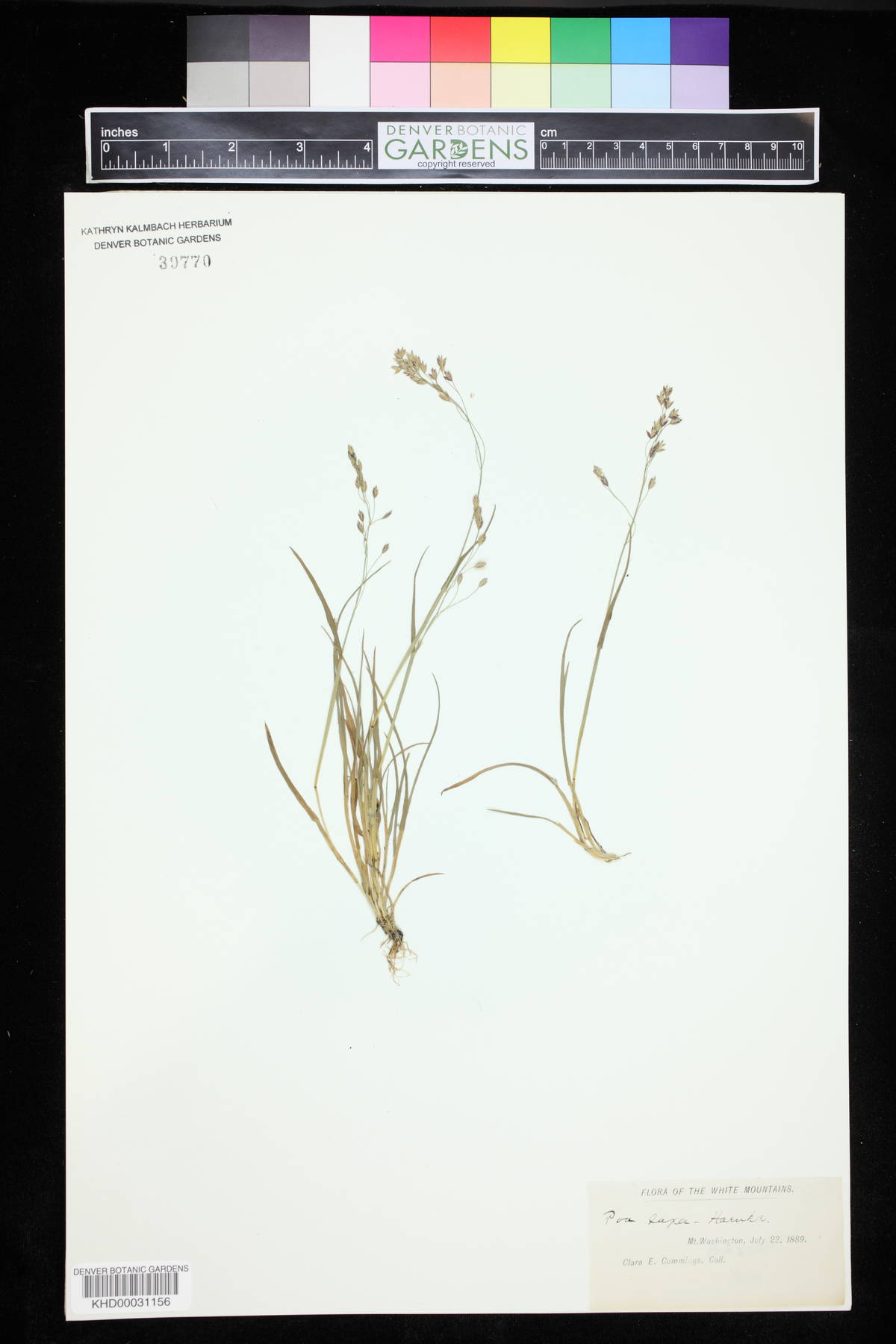 Poa laxa image