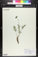 Lomatium orientale image