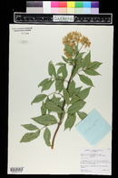 Sambucus cerulea image