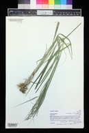 Panicum virgatum image