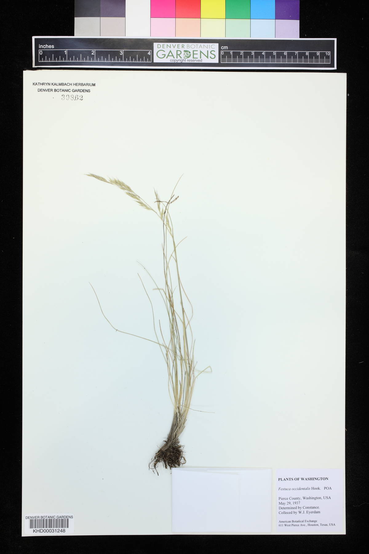 Festuca occidentalis image