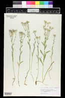 Lepidium appelianum image