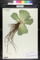 Pistia stratiotes image