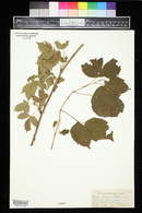 Rubus insons image