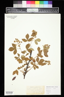 Rubus villosus image