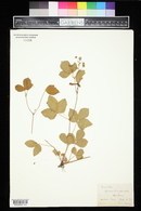 Rubus canadensis image