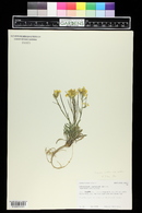 Erysimum capitatum image