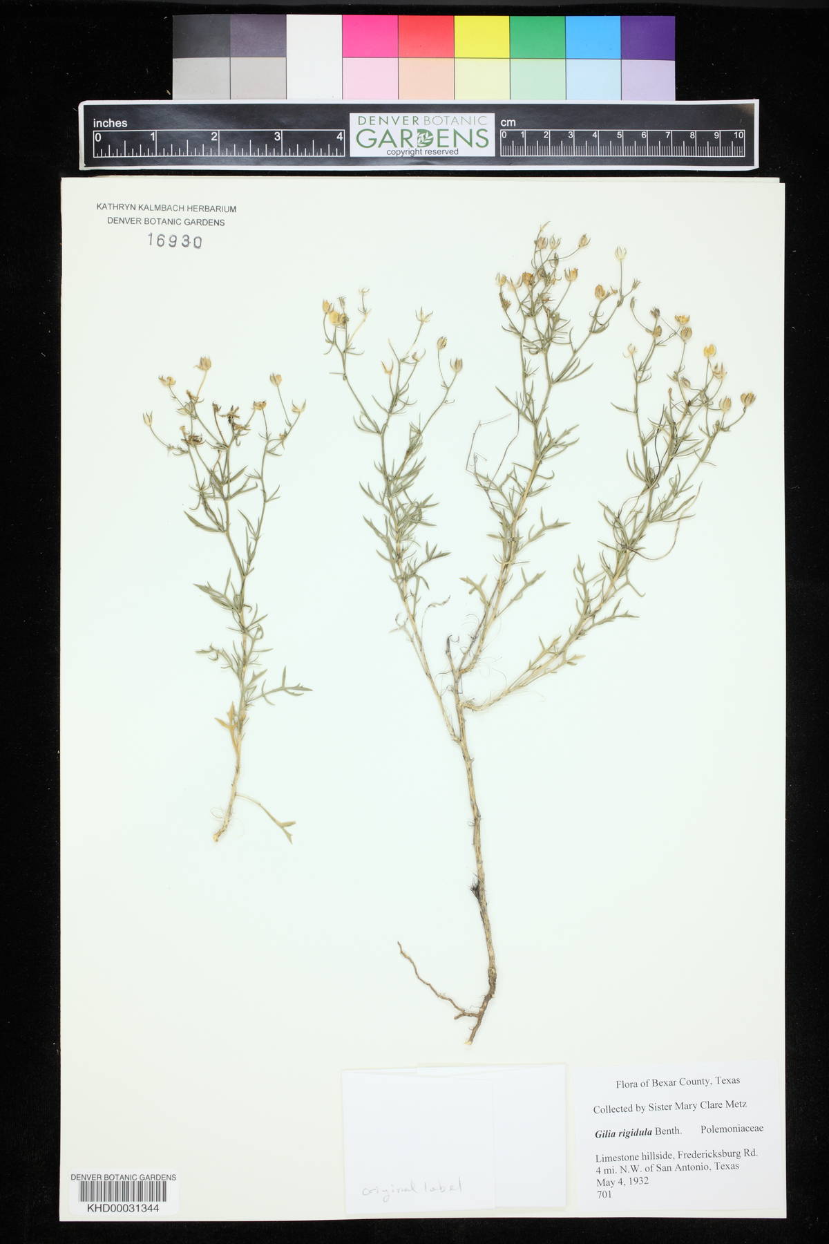 Gilia rigidula image