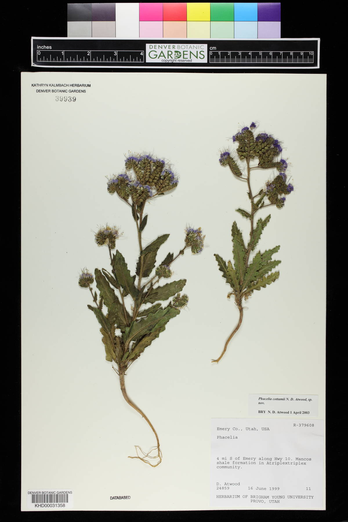 Phacelia cottamii image