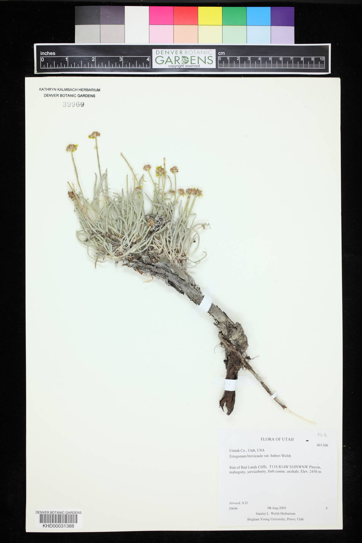 Eriogonum brevicaule var. huberi image