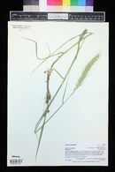 Elymus canadensis image