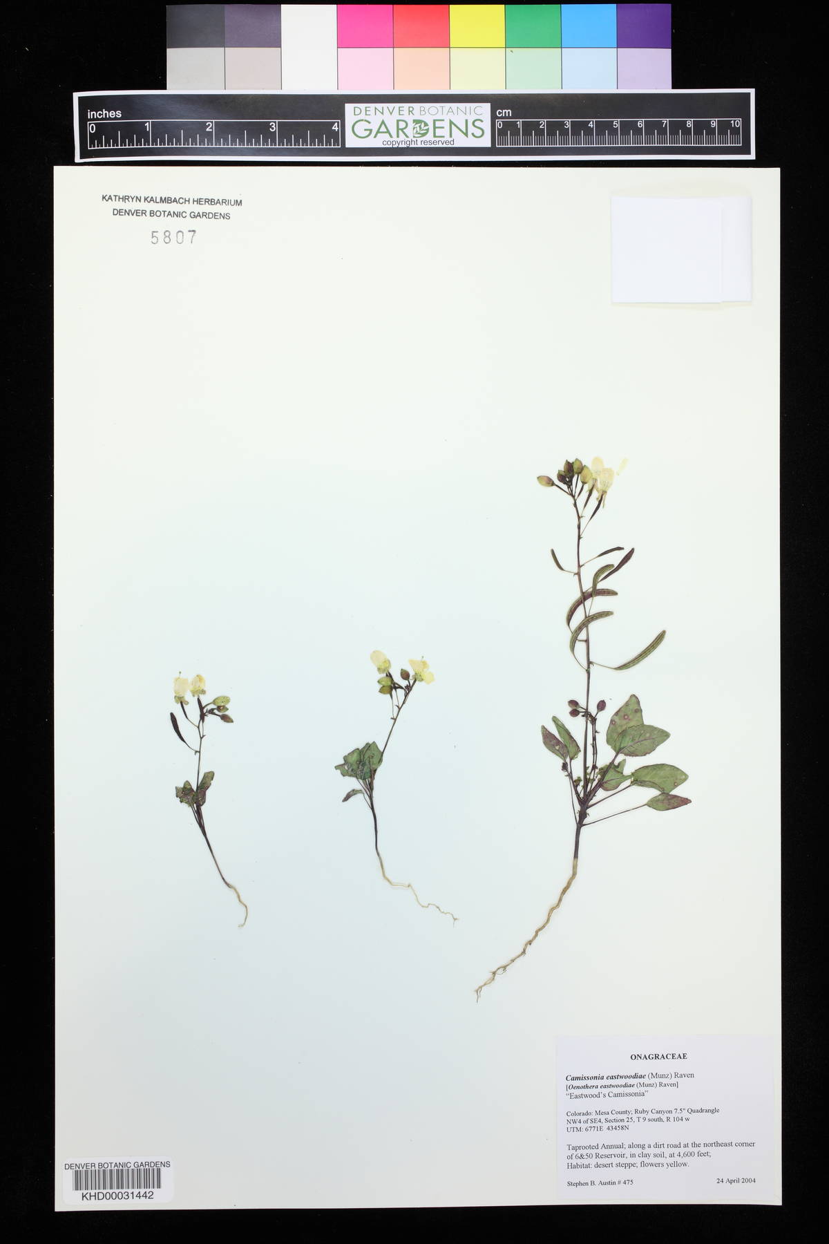 Camissonia eastwoodiae image