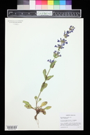 Penstemon cyanocaulis image