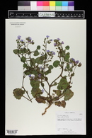 Phacelia glechomaefolia image