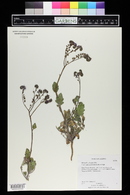 Phacelia petrosa image