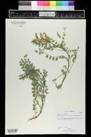 Astragalus mokiacensis image